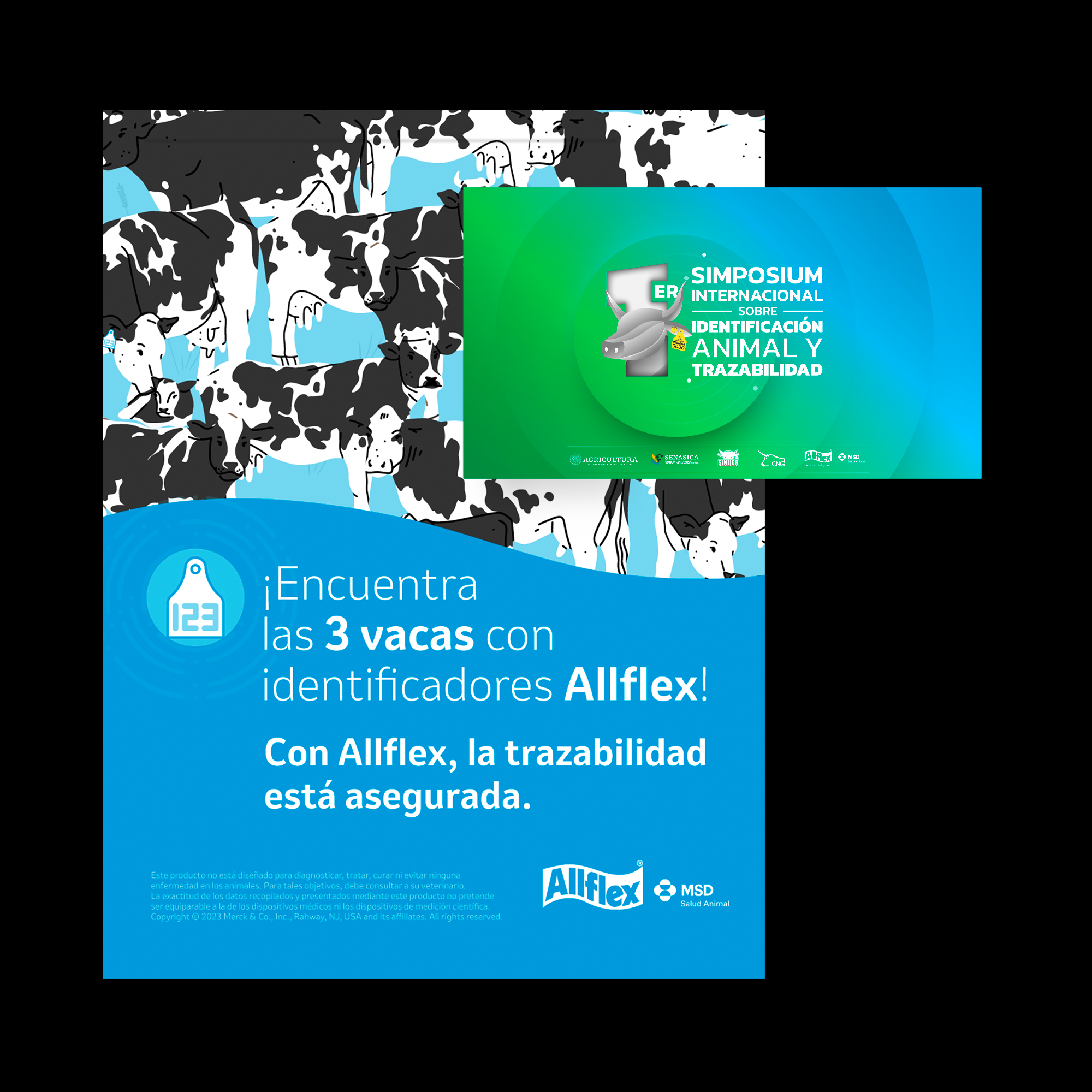 Encuentra las 3 vacas con identificadores Allflex