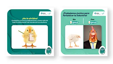 MSD_SALUD_ANIMAL_AVES_390x220_01